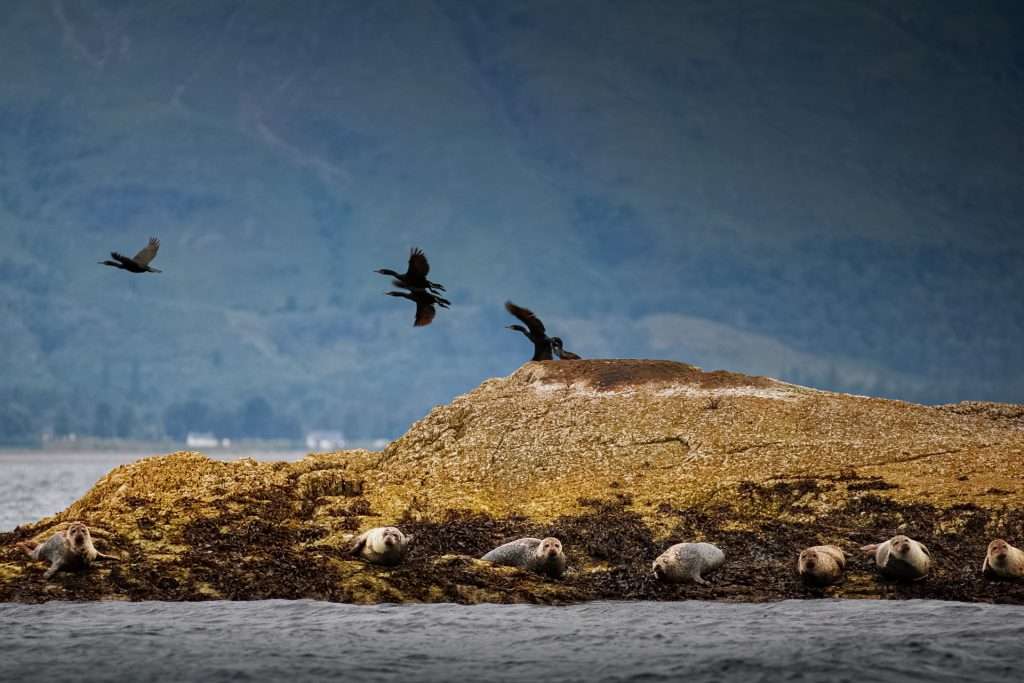 There are wildlife spotting opportunities between Glencoe and Appin. Seals, seabirds and more. Some seals basking on an island.