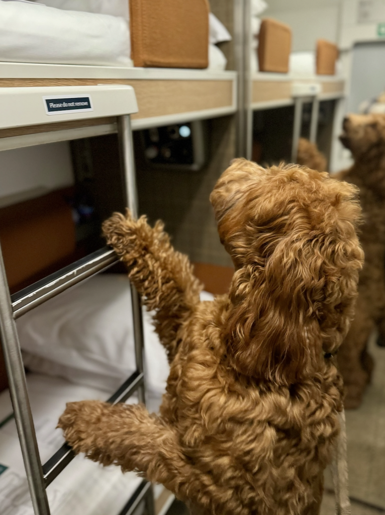 Evie the Labradoodle making herself at home on the Caledonian Sleeper Train.