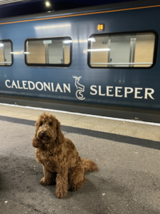 Evie the Labradoodle about to get onto the Caledonian Sleeper Train.