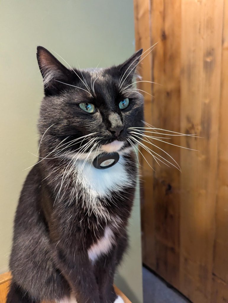 carolyns creatures walter the cat