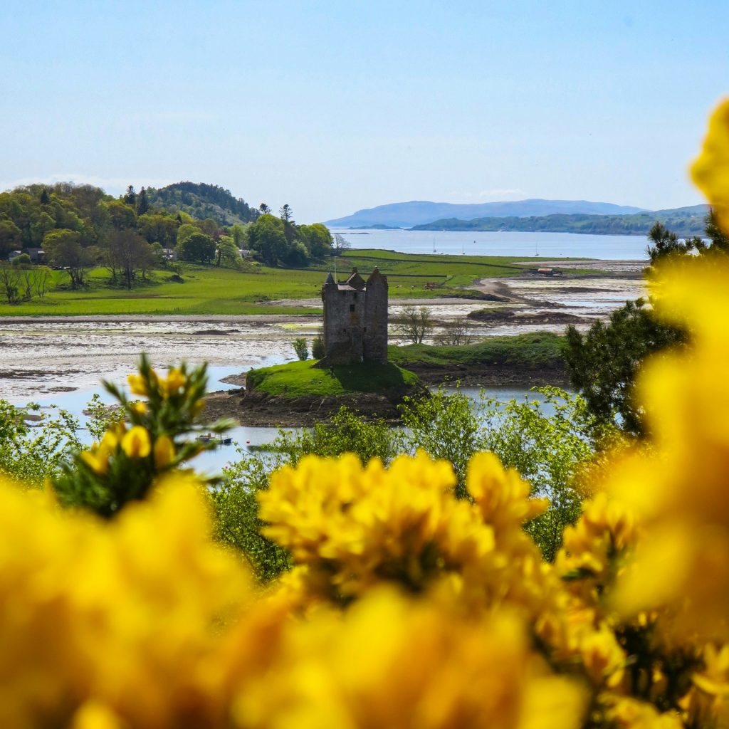 Castle Stalker near Glencoe with flowering gorse