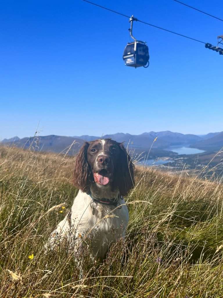 A spaniel sits beneath Nevis Range Gondola, which offers lifts for dogs too.