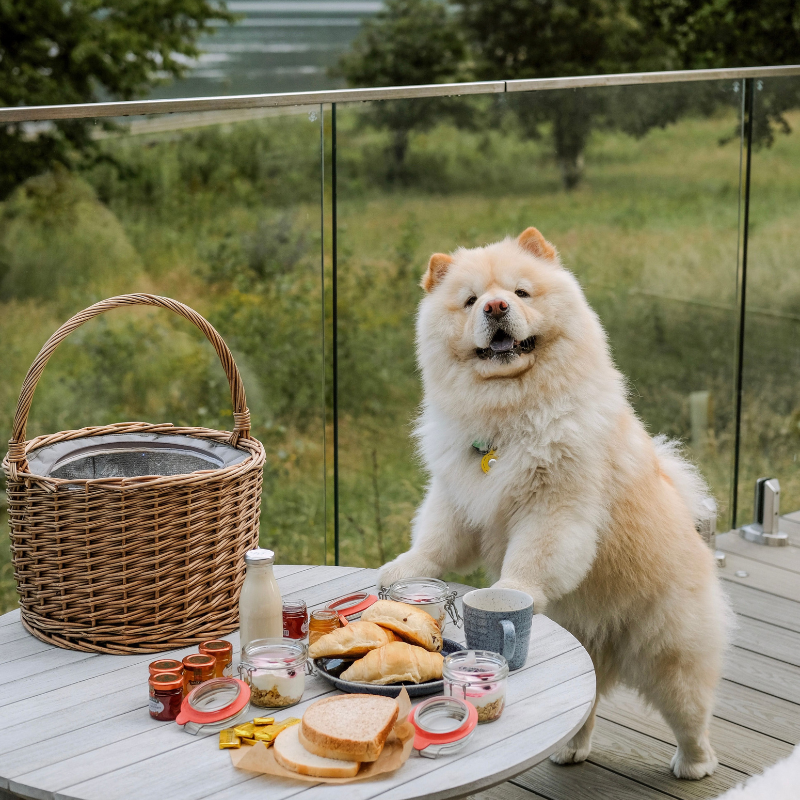 A dog enjoys breakfast at SeaBeds Luxury Lodges at Woodlands Glencoe.