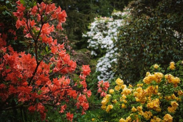 Colourful rhododendrons in Larachmhor Gardens in Arisaig.