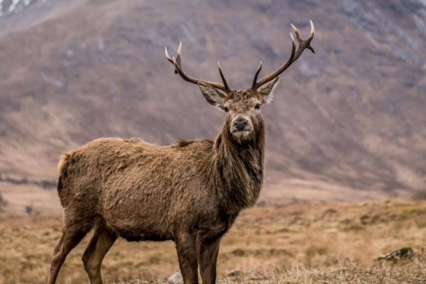 Stags in the glen at Glencoe Scotland