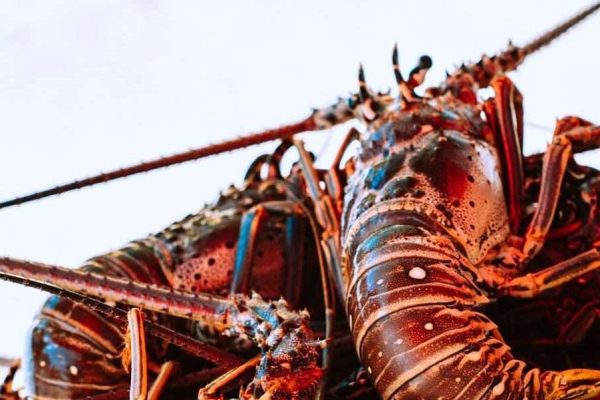 Fresh seafood at the Seafood shack on Oban pier, Highlands of Scotland