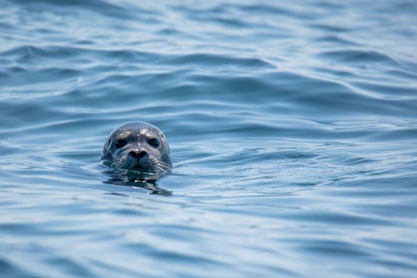 seal-wildlife-woodlands-glencoe-highlands-scotland-2400x1600