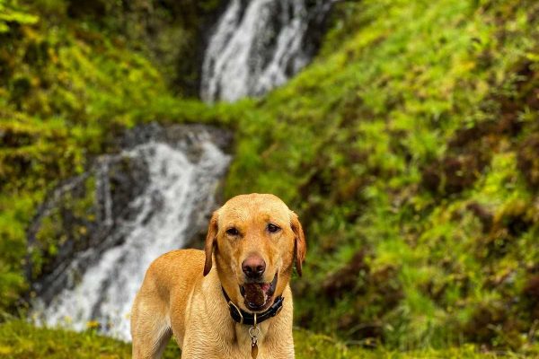 Rosie the dog enjoying dog walks at Woodlands Glencoe pet friendly lodges with hot tubs