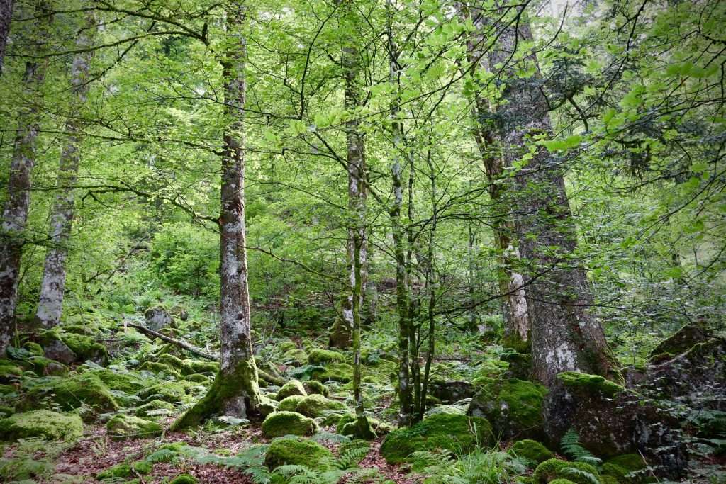 The celtic rainforest at Woodlands Glencoe. A favourite for faerie dwellers.